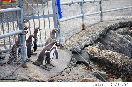 ペンギン　海まで遠足　おたる水族館　北海道　小樽市　おたる　歩く　 39732254