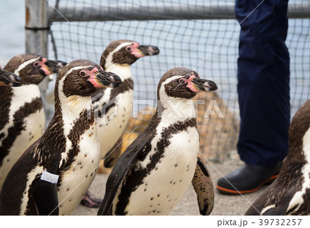 ペンギン 海まで遠足 おたる水族館 北海道 小樽市 おたる 歩く ペンギン 海まで遠足 おたる水族館 北海道 小樽市 おたる 歩く 39732257