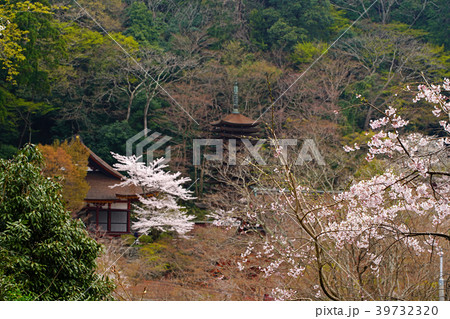 談山神社 桜 奈良県の写真素材