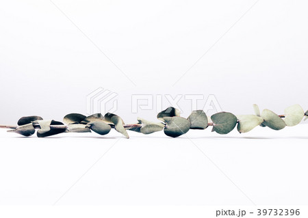 Eucalyptus branch on white background Eucalyptus branch on white background 39732396