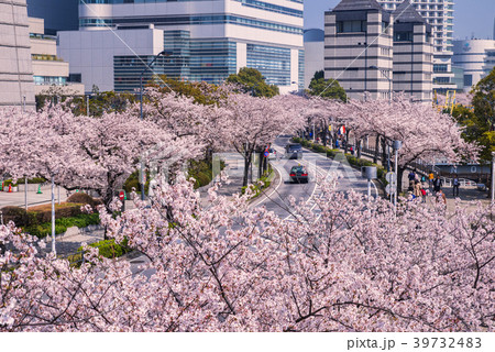 桜が満開の横浜 さくら通りの風景 39732483