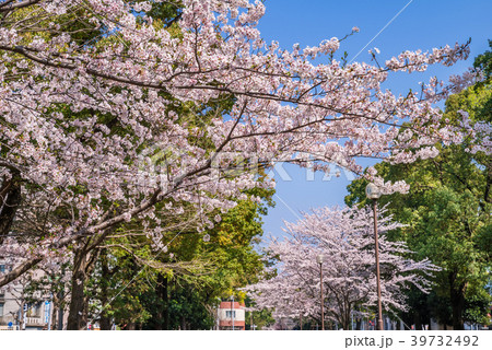 横浜 大通り公園の桜 横浜 大通り公園の桜 39732492