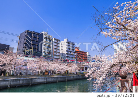 横浜 大岡川の桜並木 横浜 大岡川の桜並木 39732501