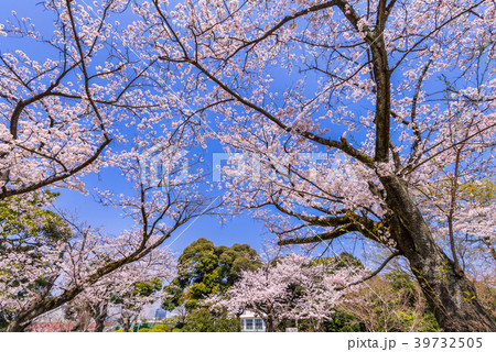 野毛山公園の桜の写真素材