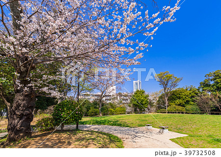桜咲く野毛山公園の写真素材