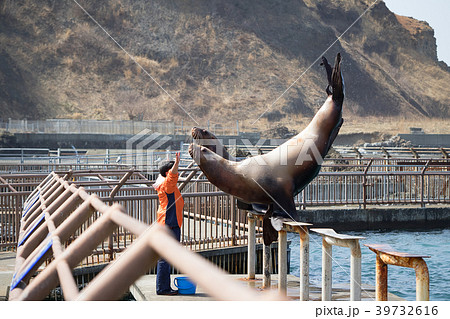 トド　おたる水族館　トドショー　北海道小樽市 39732616