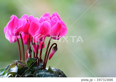 シクラメン　ピンク　花　緑背景 39732886