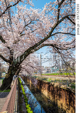 武蔵関 石神井川沿いの桜並木 39732930