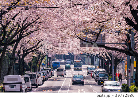 東京 中野通りの満開の桜並木 39732936