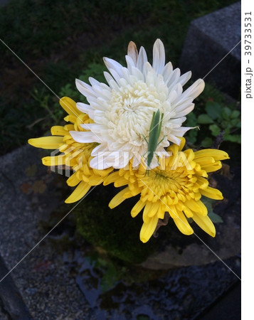 菊とバッタ 39733531