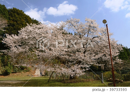 久保山の一本桜 久保山の一本桜 39733593