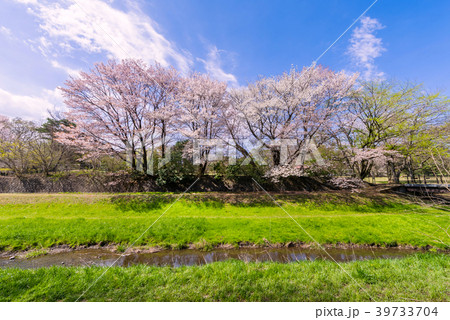 東京武蔵野 桜咲く野川公園の風景 39733704