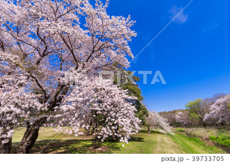 東京武蔵野 桜咲く野川公園の風景 39733705