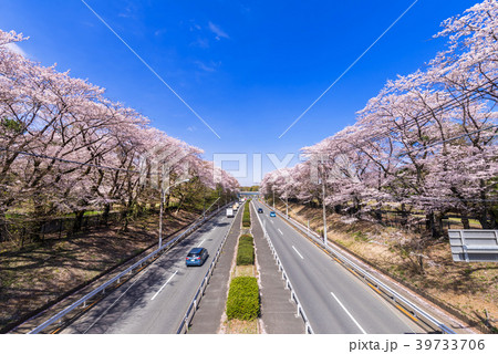 東京武蔵野 桜咲く野川公園と東八道路 39733706