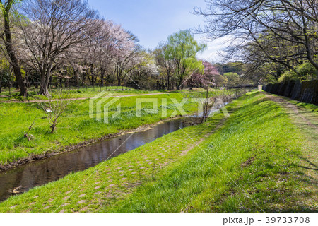 東京武蔵野 野川公園の風景 東京武蔵野 野川公園の風景 39733708