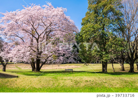 東京武蔵野 桜咲く野川公園の風景 東京武蔵野 桜咲く野川公園の風景 39733716