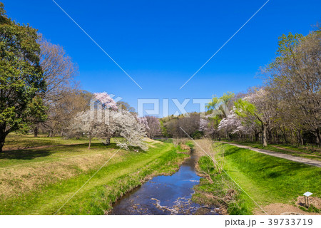 東京武蔵野 桜咲く野川公園の風景 39733719