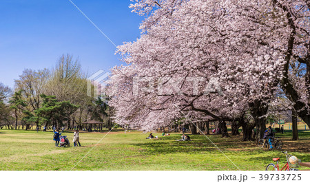東京武蔵野 桜咲く野川公園の風景 39733725