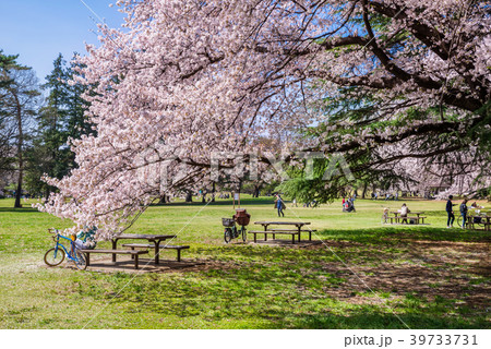 東京武蔵野 桜咲く野川公園の風景 39733731
