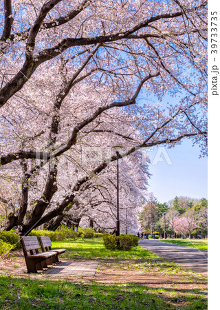 東京武蔵野 桜咲く野川公園の風景 39733735