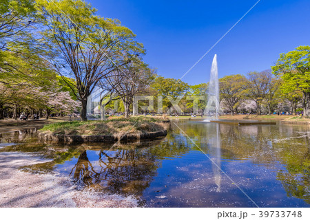 桜が舞い散る代々木公園の噴水池 39733748