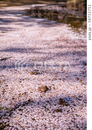 代々木公園の噴水池に浮かぶ桜の花びら 39733751