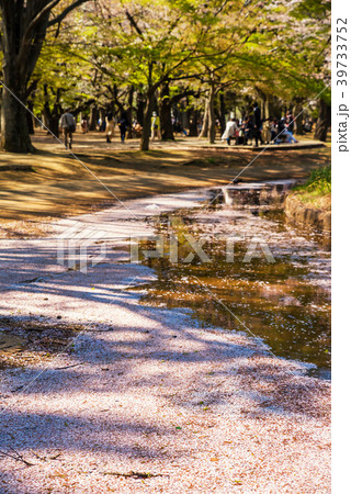 代々木公園の噴水池に浮かぶ桜の花びら 39733752