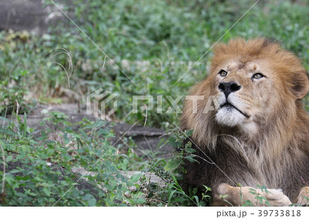 東山動物園の写真素材