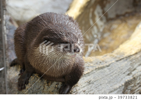 東山動物園の写真素材