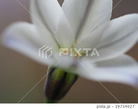 花 花 39734027