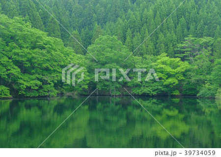 新緑の池 39734059