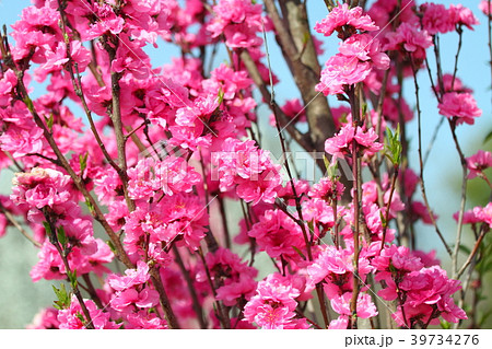 ハナモモ満開 ハナモモ満開 39734276