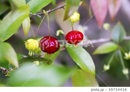 木成りのピタンガの実 39734416