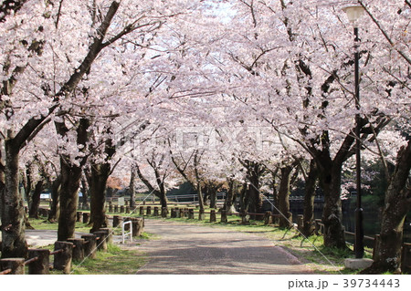 桜 桜 39734443