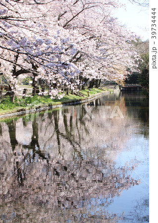桜 39734444