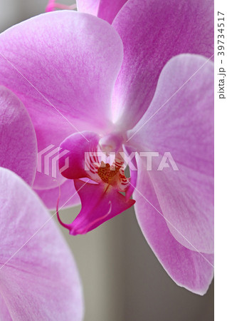 ピンクが美しいコチョウラン 39734517