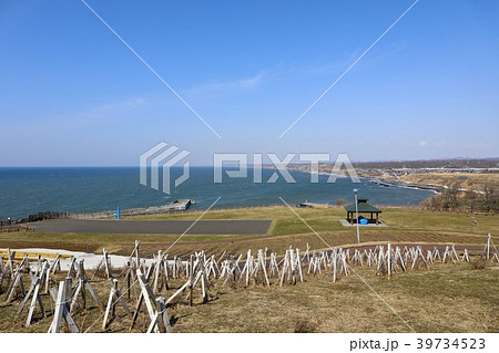 春の初山別、みさき台公園 春の初山別、みさき台公園 39734523