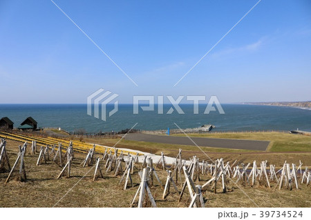 春の初山別、みさき台公園 39734524