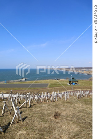 春の初山別、みさき台公園 39734525