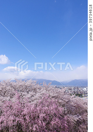 弘法山古墳の桜 弘法山古墳の桜 39734618