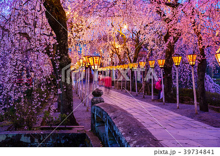 静岡県 三嶋大社の夜桜の写真素材