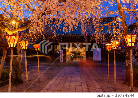 (静岡県)三嶋大社の夜桜 (静岡県)三嶋大社の夜桜 39734844