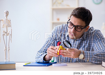 Student studying various parts of heart 39734926