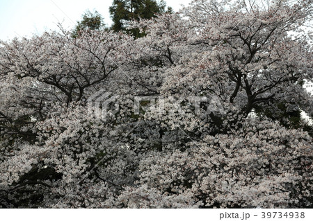 大法師公園の桜 大法師公園の桜 39734938