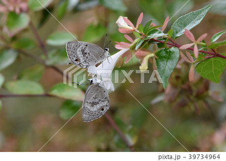 クロマダラソテツシジミ 39734964