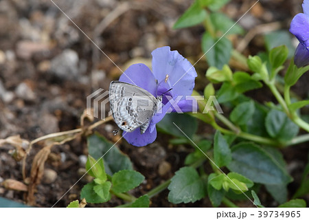 クロマダラソテツシジミ 39734965