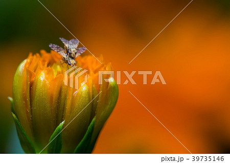Fruit Flies mating Fruit Flies mating 39735146