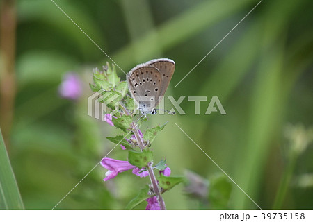 ゴマシジミ 39735158