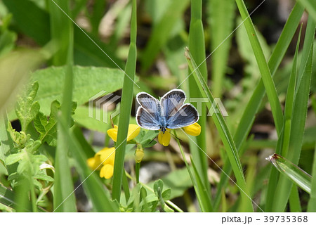ヒメシジミ 39735368