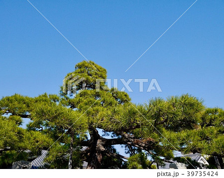 青空と松 青空と松 39735424